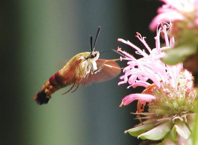 Hummingbird Clearwing (Hemaris thysbe)