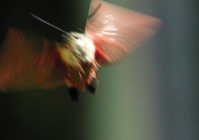 Hummingbird Clearwing on the fly