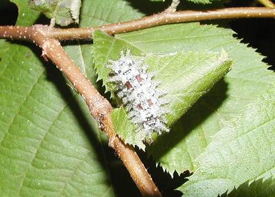 Spiny Oak Slug Moth : larva (Euclea delphinii )