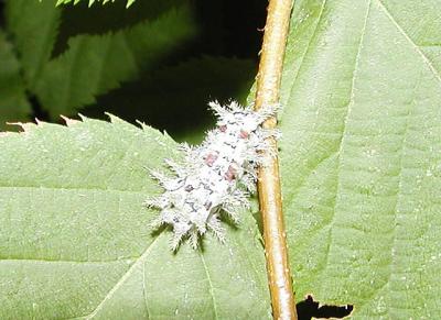 Spiny Oak Slug Moth : larva (Euclea delphinii )