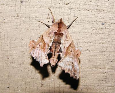 u13/lilwings/medium/3657483.806mothid9.jpg