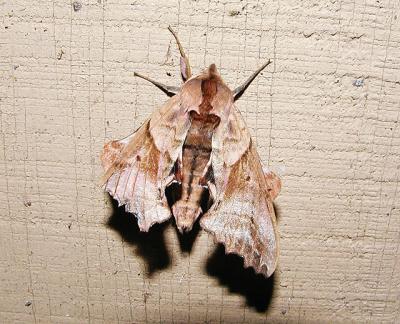 Blinded Sphinx (Paonia excaecatus)