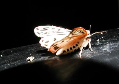 Arge Moth (Grammia arge)