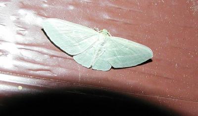 The Bad Wing (Dyspteris abortivaria) [Geometridae , Larentiinae]
