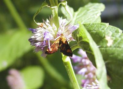 Northern Flower Moth (Schinia septentrionalis)
