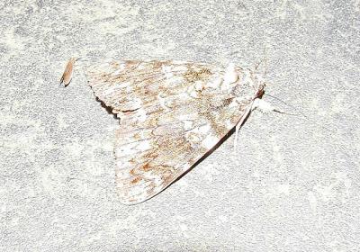 Tearful Underwing (Catocala lacrymosa)