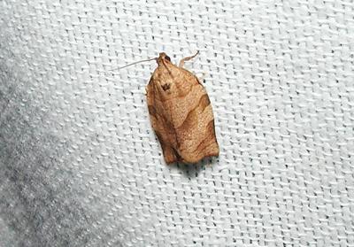 Oblique Banded Leafroller (Choristoneura rosaceana)