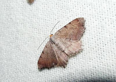 Minor Angle (Semiothisa minorata) [Geometridae , Ennominae , Semiothisini]