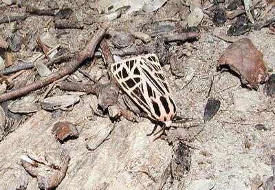 Virgin Tiger moth (Grammia virgo)