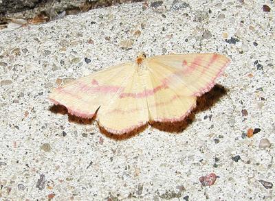 Chickweed Geometer (Haematopis grataria)