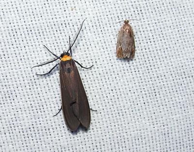 left- Yellow-collared Scape moth (Cisseps fulvicollis), right-unidentified