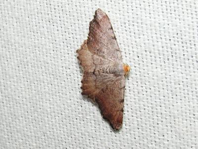 Minor Angle (Semiothisa minorata)
