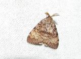 Gypsy Moth (Lymantria dispar)