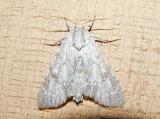 American Dagger Moth (Acronicta americana) [Noctuidae , Acronictinae , Acronictini]