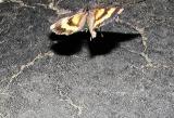 possible Similar Underwing (Catocala similis)