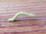 Inchworm sp. caterpillar
