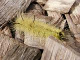 American Dagger Moth caterpillar (Acronicta americana)