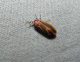 Painted Lichen Moth (Hypoprepia fucosa)