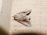 Double-toothed Prominent (Nerice bidentata)