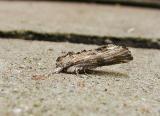 Red-washed Prominent (Oligocentria semirufescens)