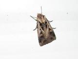 Subgothic Dart  (Feltia subgothica)