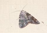 Tearful Underwing (Catocala lacrymosa)