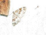 White-banded Toothed Carpet (Epirrhoe alternata)