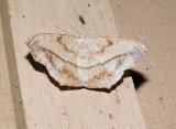 Large Maple Spanworm Moth (Prochoerodes transversata)