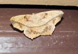 Large Maple Spanworm Moth (Prochoerodes transversata)