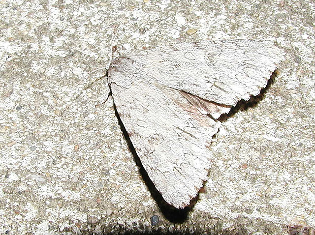 American Dagger Moth (Acronicta americana)