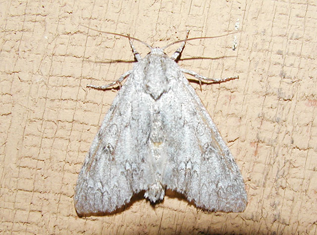 American Dagger Moth (Acronicta americana) [Noctuidae , Acronictinae , Acronictini]