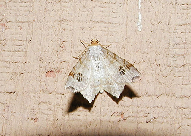 Promiscuous Angle (Semiothisa promiscuata)