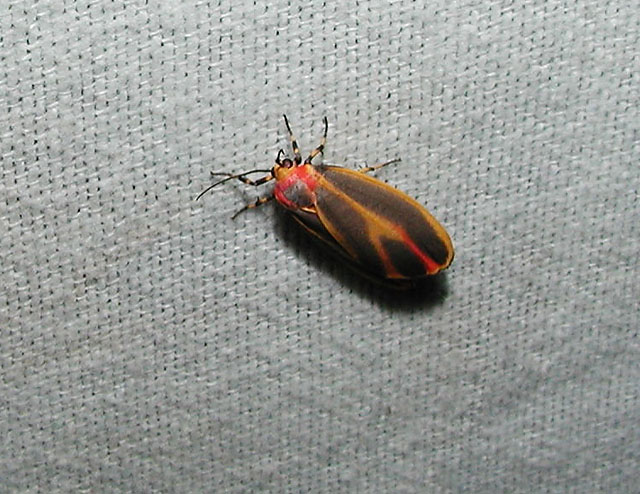 Painted Lichen Moth (Hypoprepia fucosa)