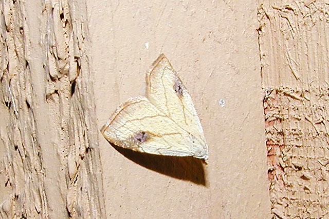 Spotted Grass moth (Rivula propinqualis) [Noctuidae , Rivulinae]