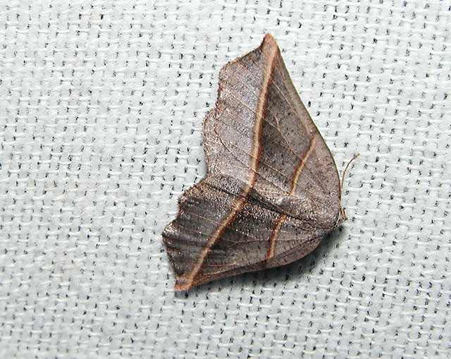 Dark Metanema (Metanema determinata)