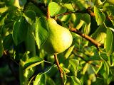 ripening in the sun