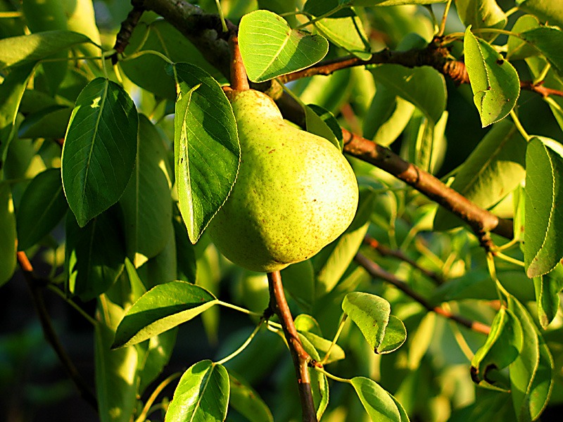 ripening in the sun