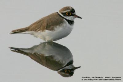 Little Ringed-Plover 

Scientific name - Charadrius dubius 

Habitat - Common, from ricefields to river beds. 

