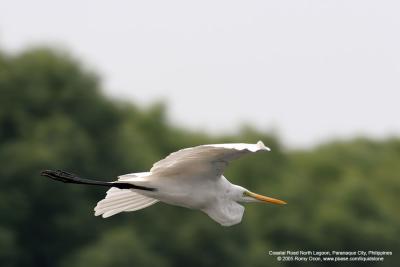 Great Egret 

Scientific name - Egretta alba modesta 

Habitat - Uncommon in a variety of wetlands from coastal marshes to ricefields. 

