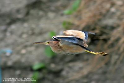 Yellow Bittern
Scientific name: Ixobrychus sinensis
Habitat: Common in freshwater wetlands
