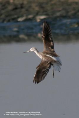 Common Greenshank 

Scientific name - Tringa nebularia 

Habitat - Ricefields to coastal mud and coral flats. 

