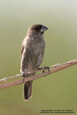 Scaly-Breasted Munia 

Scientific name: Lonchura punctulata 

Habitat: Ricefileds, grasslands, gardens and shrubs. 

