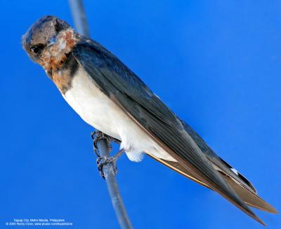 Barn Swallow 

Scientific name - Hirundo rustica 

Habitat - Coast to above the forest in high mountains. 

[with Tamron 1.4x TC, 560 mm focal length]
