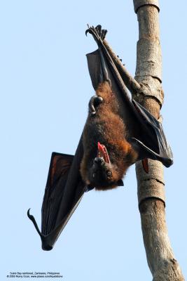 Giant Fruit Bat

[350D + Sigmonster, 475B/3421 support]