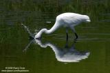 Little Egret
Scientific name: Egretta Garzetta
Habitat: Common in coastal marsh and tidal flats to ricefields.