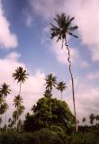 curly tree.jpg