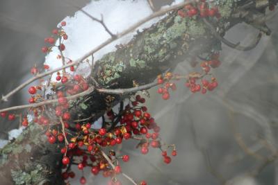 fruits in the winter