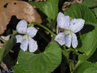 A beautiful pair  027.jpg