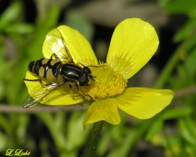 Buzy Bee 063.jpg