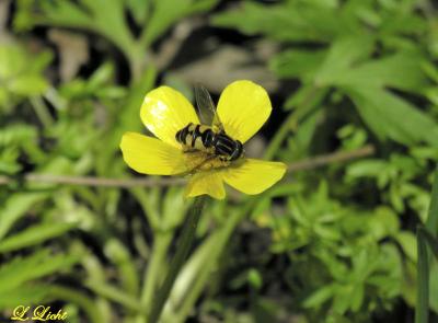 Busy Bee  064.jpg